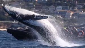 巨大的驼背鲸跳出水，让游客惊呆了