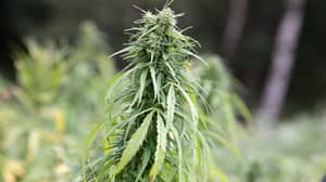 公投在新西兰的法律规定大麻确认已被微小的保证金正式失败
