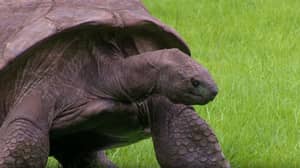 发现世界上最古老的乌龟是同性恋