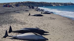 近50只海豚在阿根廷海滩搁浅死亡