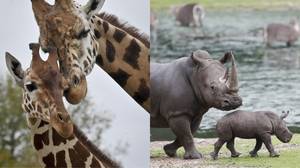 切斯特动物园需要一个守门员来照顾长颈鹿和犀牛