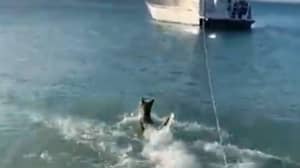 勇敢的狗跳进海上追逐鲨鱼