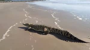 10脚鳄鱼在海上爬出热门旅游海滩