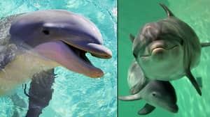 法国禁止人工饲养海豚和逆戟鲸