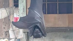 这张“人类大小蝙蝠”的照片实际上不是假的