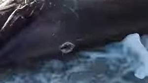死鲨鱼被冲上利比亚海滩，剑鱼“刀片”卡在里面