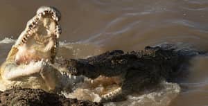 图片展示鳄鱼在肯尼亚储备中享用斑马整体