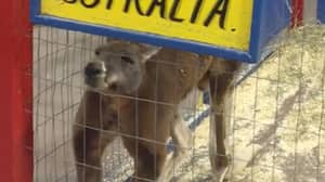 请愿书开始让我们宠爱动物园的袋鼠，回到澳大利亚