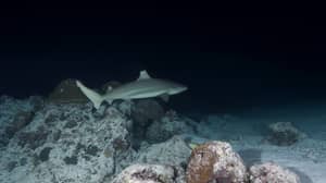 捷克旅游被埃及周围的海的鲨鱼杀害