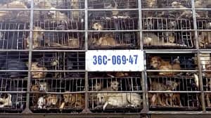 令人震惊的镜头显示越南狗肉行业的恐怖