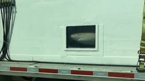 震惊的家庭斑点鲨鱼在高速公路上在坦克运输