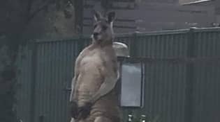 心爱的'hench'kangaroo死后死了