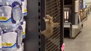 可怕的力矩巨型鼠爬上澳大利亚aldi商店的货架