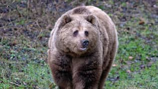 两只逃离围栏的棕熊在动物园被射杀