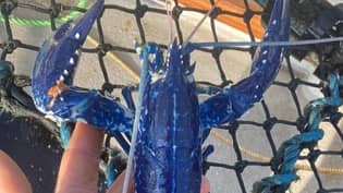 英国康沃尔郡，一名渔民在海岸边捕获了一只“百万分之二”的蓝龙虾