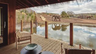 英国首个野生动物园旅馆，大象漫游在房间旁边正式开放“loading=