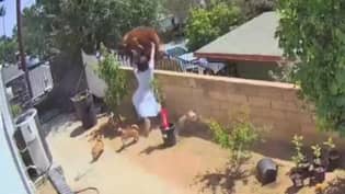 镜头显示时刻的女人'Yeeted'跳出墙拯救她的狗