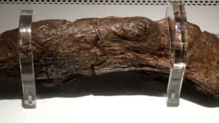 最大的已知人类便便长20厘米，可以追溯到9世纪的维京