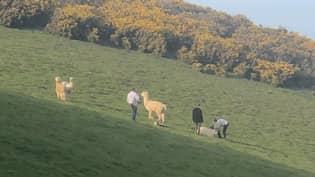 Alpaca在其领域掠夺狗，因为所有者逃离“loading=