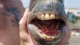 “人类牙齿”挡板社交媒体用户的“恐怖”鱼