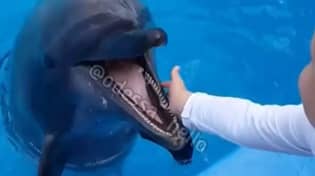 海豚跳出水面，咬男孩的手