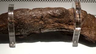 历史上最大的人类便便是长20厘米，可以追溯到9世纪的维京