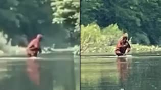 New Bigfoot Sighting Caught On Video Leaves Experts Baffled