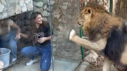 动物园猛烈抨击“残酷”的玻璃盒子，供“搅动”狮子的游客
