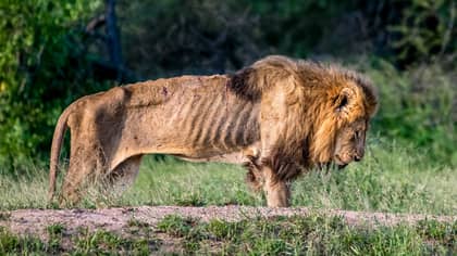 摄影师捕获狮子在南非独自一人死亡