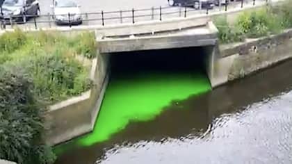 利兹河发光“忍者乌龟”绿色时，通勤者惊呆了