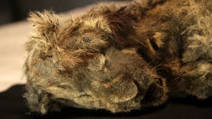 在西伯利亚发现的完美保存的狮子幼崽已有28，000年历史了