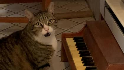 猫的钢琴很小，他饿了