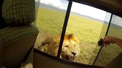 游客俯身向宠物狮子开放的窗户，立即后悔