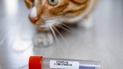 在英国感染冠状病毒的第一只动物是宠物猫