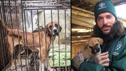 TOWIE的皮特·威克斯（Pete Wicks）从韩国肉类农场救出150只狗