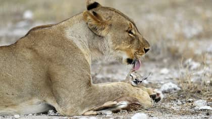 母狮在自己的幼崽被杀后收养了婴儿羚羊