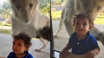 小男孩在狮子试图从玻璃后面攻击他时绝对没有sh*ts