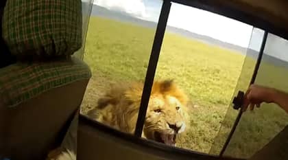 打开宠物狮子的窗户立即后悔的游客