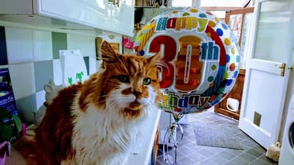 所有者为“世界上最古老的猫”致敬，年龄31岁