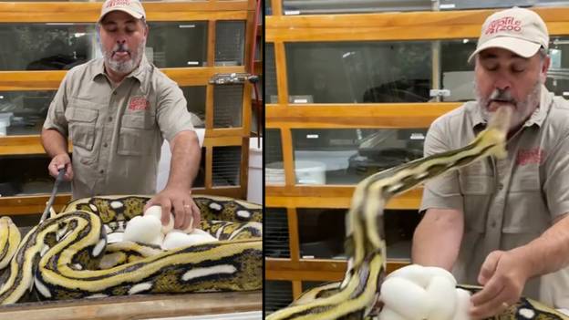 在可怕的镜头中，巨大的蟒蛇咬掉了动物园管理员的脸