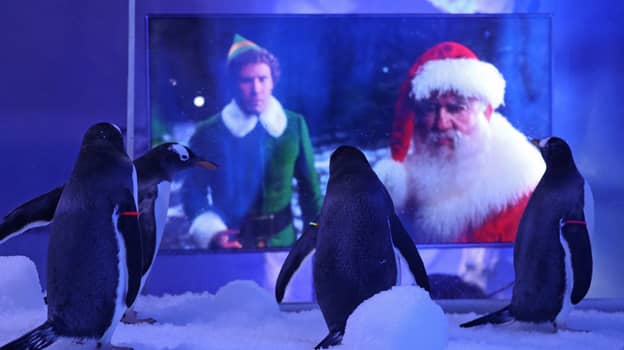 在锁定期间，伦敦水族馆的Gentoo企鹅在圣诞节电影放映
