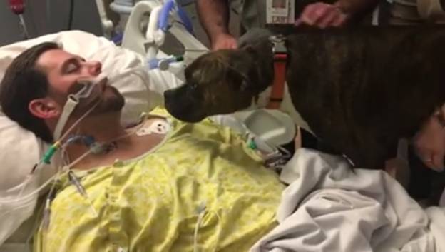 令人心碎的一刻，狗狗在医院和垂死的主人“说再见”