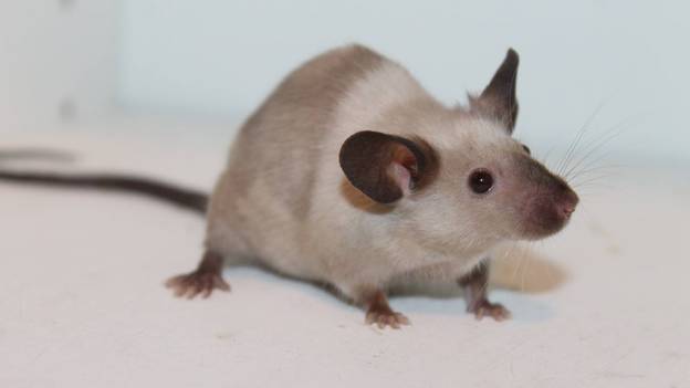 科学家在重大突破中成功地从老鼠中删除了阿尔茨海默氏症