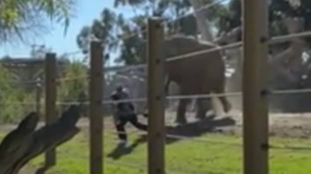 男子将两岁的女儿带入动物园的大象围墙后被捕