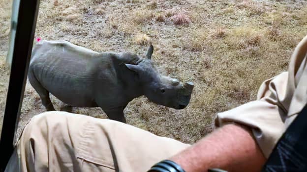 犀牛被南非的保护家脱色，以保护他们免受偷猎者