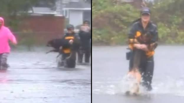 英雄记者中断直播拯救狗洪水