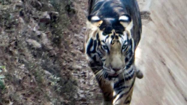 业余摄影师在印度捕获罕见的“黑人”虎