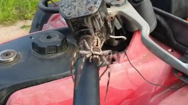 巨大的亨斯曼蜘蛛爬到四轮车和跳跃的人