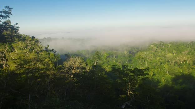 科学家预测，到2064年，亚马逊雨林将超过恢复点