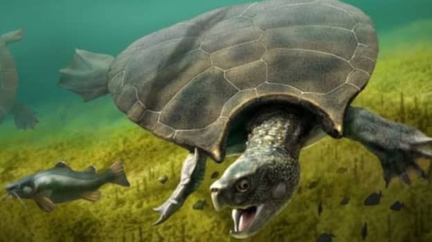 研究人员发现1300万历史的乌龟化石与汽车的大小相似